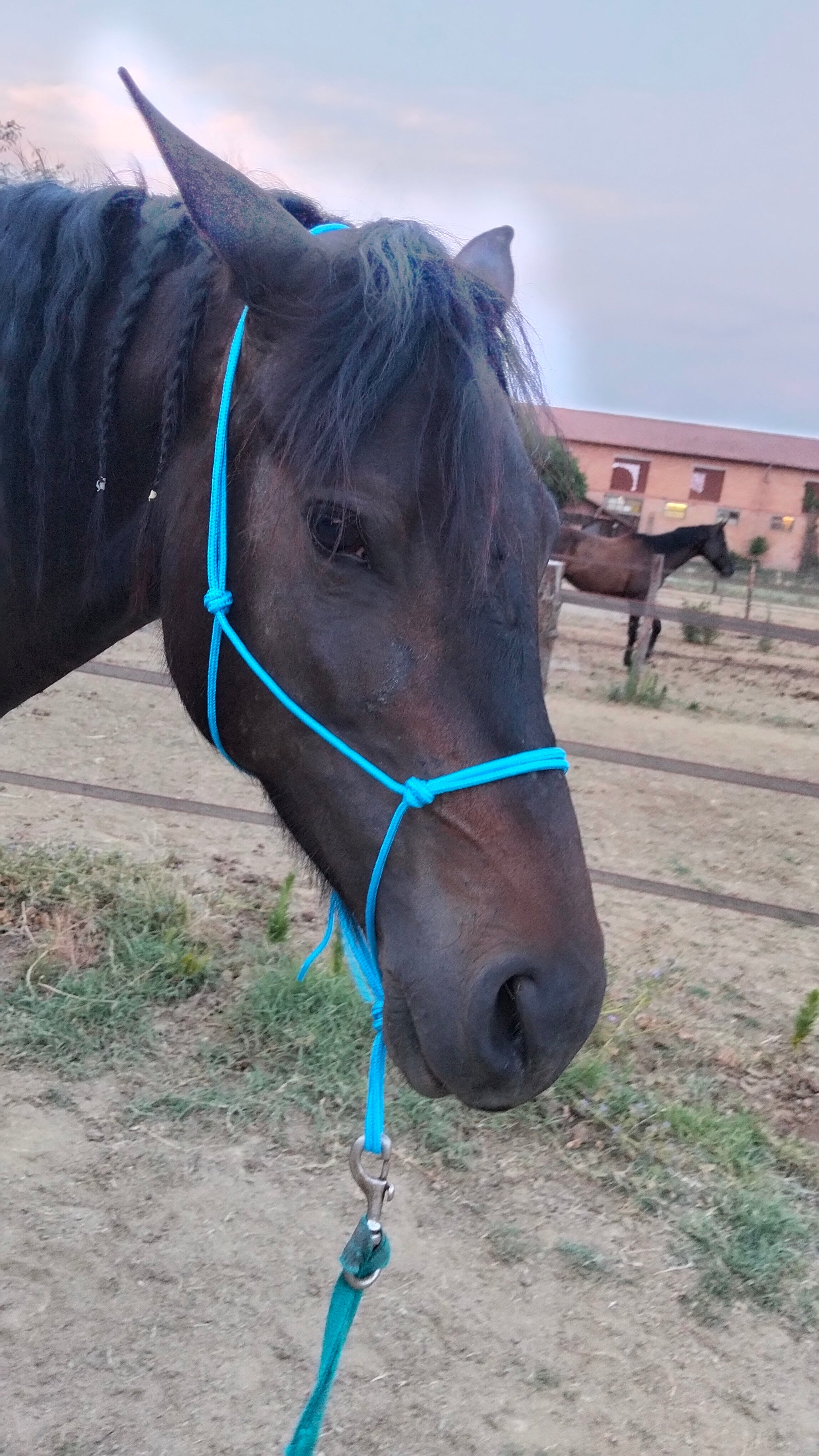 Prodotto disponibile: capezza classica, taglia COB, colore turchese