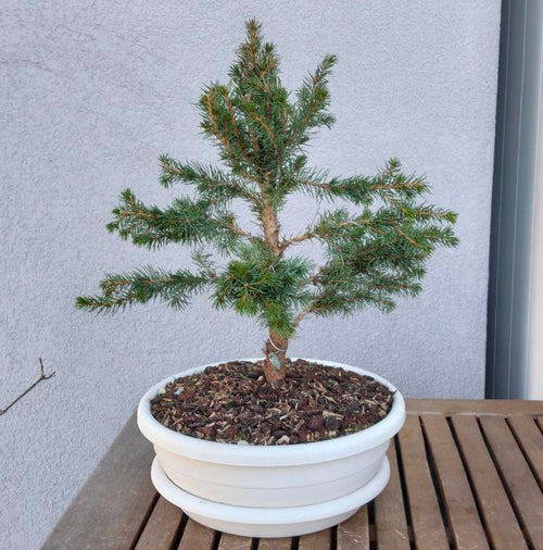 Bonsai di abete del Canada stile chokkan