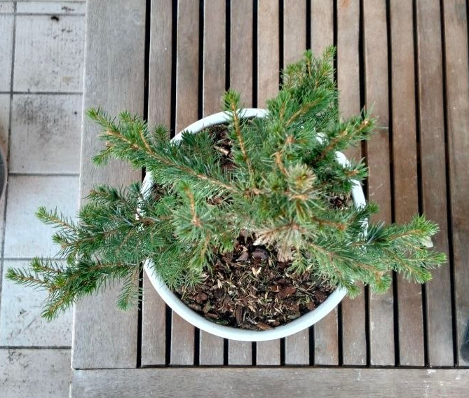 Bonsai di abete del Canada stile chokkan
