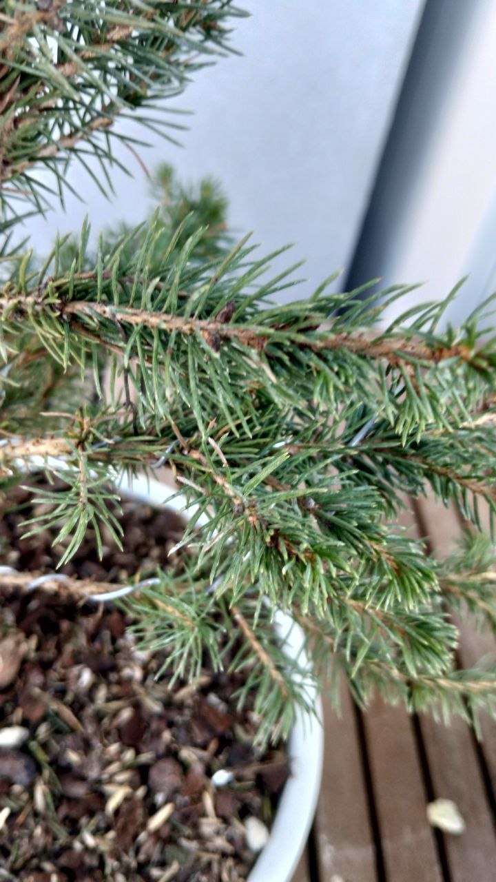 Bonsai di abete del Canada stile chokkan