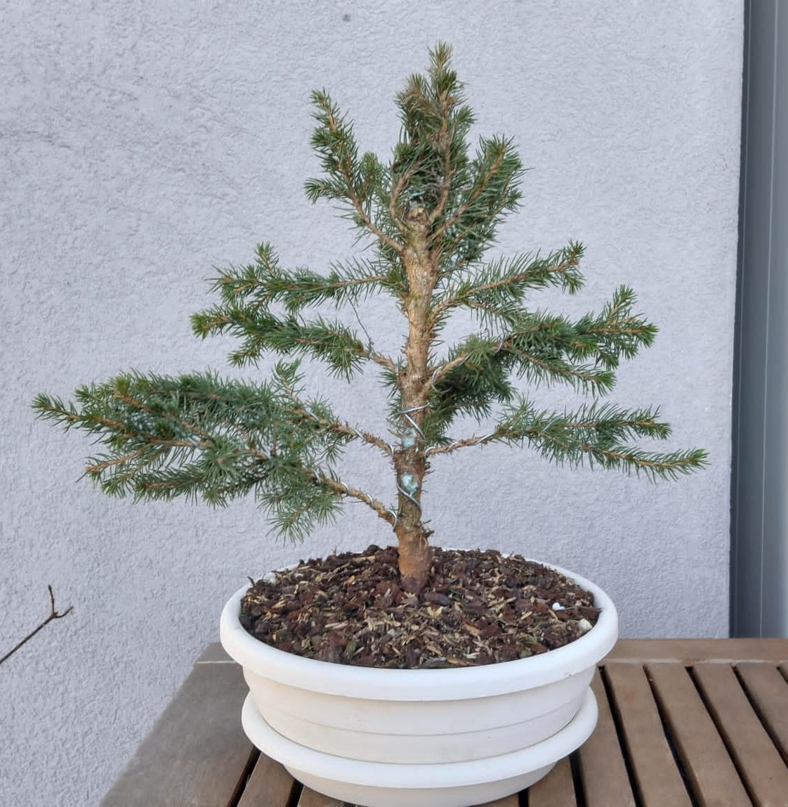 Bonsai di abete del Canada stile chokkan